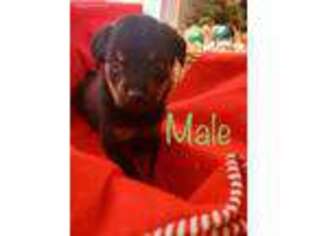 Rottweiler Puppy for sale in Plainfield, IL, USA