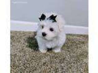 Maltese Puppy for sale in Princeton, MN, USA