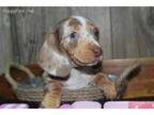 Dachshund Puppy for sale in Annville, PA, USA