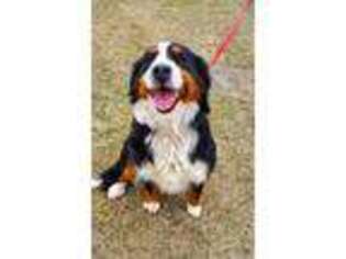 Bernese Mountain Dog Puppy for sale in Salmon, ID, USA