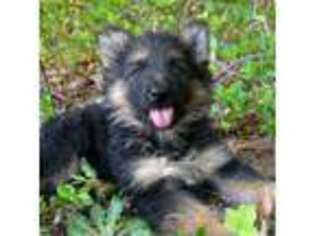 German Shepherd Dog Puppy for sale in Mount Airy, GA, USA