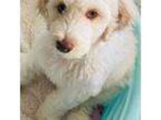 Labradoodle Puppy for sale in Fort Myers, FL, USA