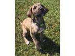 Great Dane Puppy for sale in Centreville, AL, USA