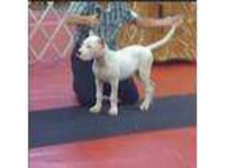 Dogo Argentino Puppy for sale in Okeechobee, FL, USA