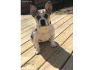 French Bulldog Puppy for sale in Winamac, IN, USA