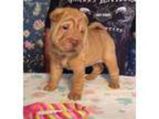 Mutt Puppy for sale in Sandyville, OH, USA