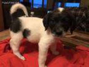 Saint Berdoodle Puppy for sale in Billings, MT, USA
