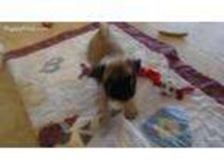 Pug Puppy for sale in Sun Prairie, WI, USA
