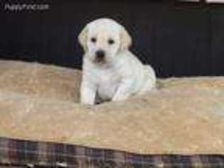 Labrador Retriever Puppy for sale in Charleston, IL, USA