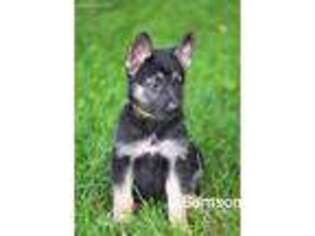 German Shepherd Dog Puppy for sale in Worthington, IN, USA