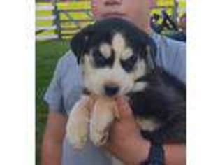 Siberian Husky Puppy for sale in Fair Play, SC, USA