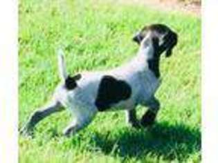 German Shorthaired Pointer Puppy for sale in Muenster, TX, USA