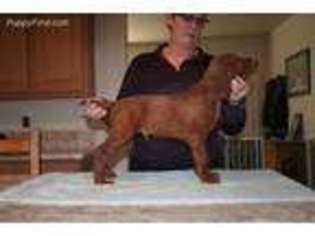 Irish Setter Puppy for sale in Cedar City, UT, USA