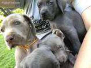 Weimaraner Puppy for sale in Central Square, NY, USA