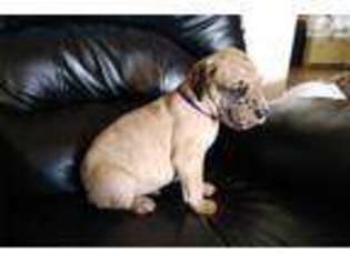 Great Dane Puppy for sale in Pueblo, CO, USA
