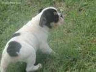 Bulldog Puppy for sale in Mammoth Cave, KY, USA