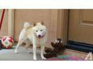 Shiba Inu Puppy for sale in SIMI VALLEY, CA, USA