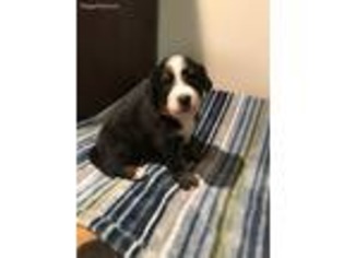Bernese Mountain Dog Puppy for sale in Lost Creek, WV, USA
