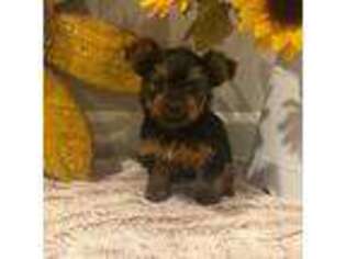 Yorkshire Terrier Puppy for sale in Calamus, IA, USA