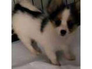 Papillon Puppy for sale in Hinesville, GA, USA
