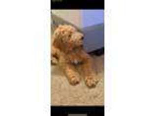 Goldendoodle Puppy for sale in Junction City, KS, USA