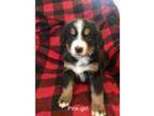 Bernese Mountain Dog Puppy for sale in Farwell, MN, USA