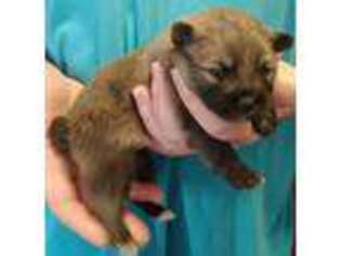 Pomeranian Puppy for sale in Berkeley Springs, WV, USA