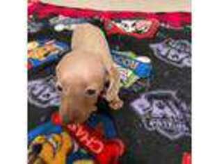 Dachshund Puppy for sale in Brunswick, GA, USA