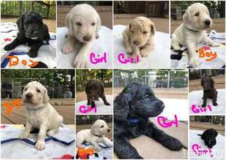 Labradoodle Puppy for sale in Canton, GA, USA