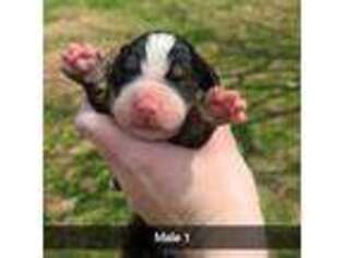 Bernese Mountain Dog Puppy for sale in Independence, VA, USA