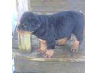 Rottweiler Puppy for sale in Springville, NY, USA