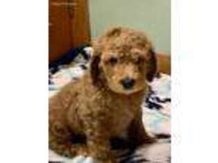 Goldendoodle Puppy for sale in Dalton, GA, USA