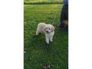 Goldendoodle Puppy for sale in Hamburg, PA, USA