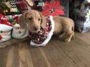 Dachshund Puppy for sale in El Campo, TX, USA