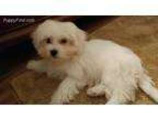 Maltese Puppy for sale in Midway, GA, USA