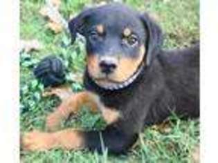 Rottweiler Puppy for sale in Sedan, KS, USA