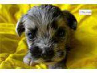 Schnoodle (Standard) Puppy for sale in San Diego, CA, USA