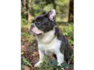 French Bulldog Puppy for sale in Manassas, VA, USA