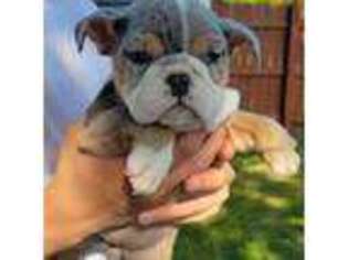 Bulldog Puppy for sale in Aurora, IL, USA