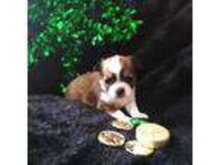 Chihuahua Puppy for sale in Lawrenceville, GA, USA