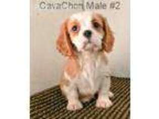 Cavachon Puppy for sale in Gordonsville, TN, USA