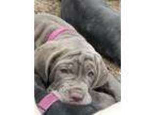 Neapolitan Mastiff Puppy for sale in Laingsburg, MI, USA