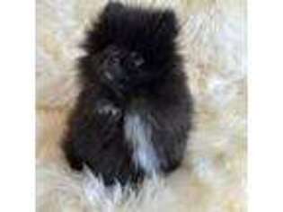 Pomeranian Puppy for sale in Florence, MT, USA