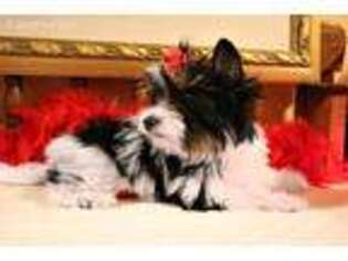 Biewer Terrier Puppy for sale in Milton, WV, USA