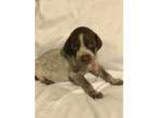 German Shorthaired Pointer Puppy for sale in Xenia, OH, USA