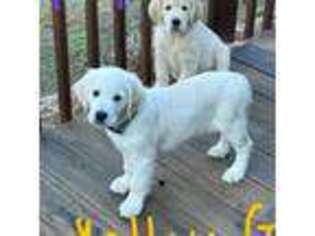 Golden Retriever Puppy for sale in Senoia, GA, USA