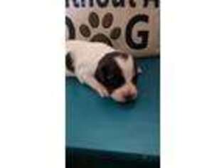 Brittany Puppy for sale in Bethpage, TN, USA