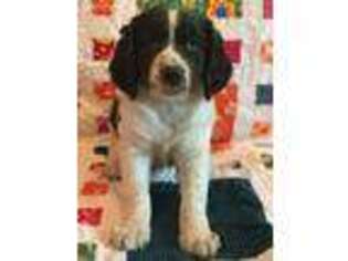 English Springer Spaniel Puppy for sale in Dundas, MN, USA