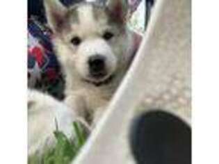 Siberian Husky Puppy for sale in Cranston, RI, USA
