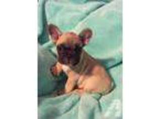 French Bulldog Puppy for sale in CARTHAGE, MS, USA